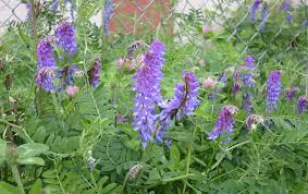 Attēlu rezultāti vaicājumam “Vicia cracca”