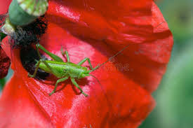 Attēlu rezultāti vaicājumam “Tettigoniodea”