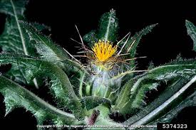 Image result for Cnicus benedictus