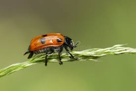 Attēlu rezultāti vaicājumam “Clytra quadripunctata”