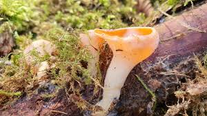 Attēlu rezultāti vaicājumam “Sarcoscypha austriaca var. lutea”