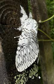 Attēlu rezultāti vaicājumam “Cerura vinula”