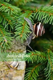 Attēlu rezultāti vaicājumam “Cepaea hortensis”