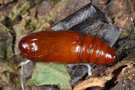 Attēlu rezultāti vaicājumam “Craniophora ligustri larva”