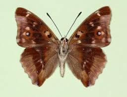 Attēlu rezultāti vaicājumam “Apatura iris male”