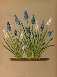 Attēlu rezultāti vaicājumam “Muscari botryoides”