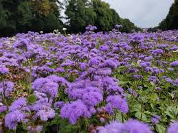 Image result for Ageratum houstonianum