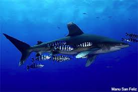 Image result for Carcharhinus longimanus