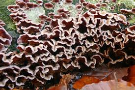 Attēlu rezultāti vaicājumam “Chondrostereum purpureum”