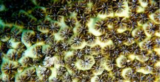 Attēlu rezultāti vaicājumam “Lophozia capitata”