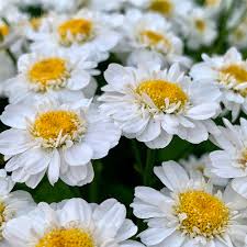 Image result for Tanacetum parthenium 'Tetraweiss'