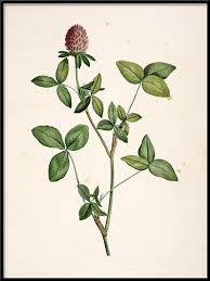 Attēlu rezultāti vaicājumam “Trifolium pratense”