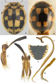 Attēlu rezultāti vaicājumam “Propylea quatuordecimpunctata”