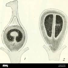 Attēlu rezultāti vaicājumam “Sphacelotheca hydropiperis”