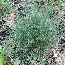 Attēlu rezultāti vaicājumam “Festuca ovina fruit”
