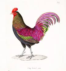 Attēlu rezultāti vaicājumam “Gallus”