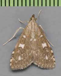 Attēlu rezultāti vaicājumam “Udea olivalis”