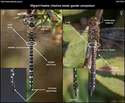 Attēlu rezultāti vaicājumam “Aeshna mixta male”