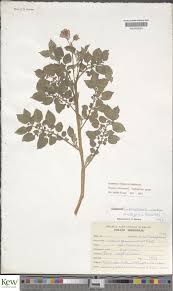 Attēlu rezultāti vaicājumam “Solanum tuberosum leaf”