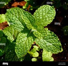 Attēlu rezultāti vaicājumam “Mentha arvensis leaf”