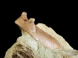 Attēlu rezultāti vaicājumam “Laccognathus panderi”