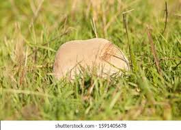 Attēlu rezultāti vaicājumam “Langermania gigantea”