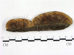 Attēlu rezultāti vaicājumam “Gloeophyllum abietinum”