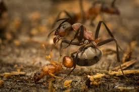 Attēlu rezultāti vaicājumam “Formica rufa imago”