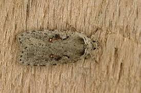 Attēlu rezultāti vaicājumam “Agonopterix ocellana”
