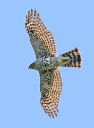 Attēlu rezultāti vaicājumam “Accipiter nisus male”