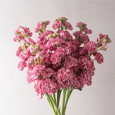 Image result for Stockrose