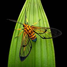 Attēlu rezultāti vaicājumam “Arctiidae”