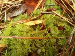 Attēlu rezultāti vaicājumam “Thuidium delicatulum sporophyte”