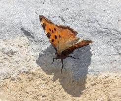 Attēlu rezultāti vaicājumam “Nymphalis polychloros upperside”