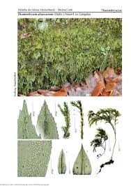 Attēlu rezultāti vaicājumam “Thamnobryum alopecurum”