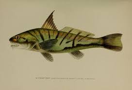 Image result for Menticirrhus saxatilis