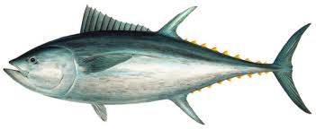 Image result for Eumegistus illustris