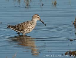Image result for Calidris himantopus