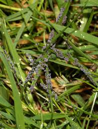 Attēlu rezultāti vaicājumam “Physarum murinum stalked”