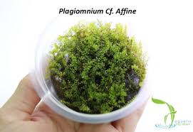 Attēlu rezultāti vaicājumam “Plagiomnium affine sporophyte”