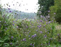 Attēlu rezultāti vaicājumam “Succisa pratensis bud”