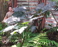 Image result for Heuchera Metallica