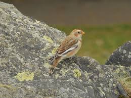 Attēlu rezultāti vaicājumam “Plectrophenax nivalis adult”