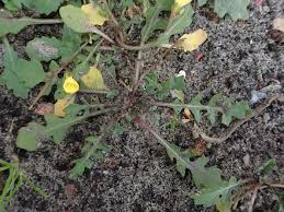 Attēlu rezultāti vaicājumam “Diplotaxis muralis leaf”