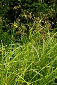 Attēlu rezultāti vaicājumam “Scirpus sylvaticus fruit”