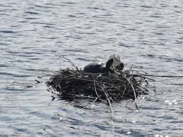 Attēlu rezultāti vaicājumam “Fulica atra nest”
