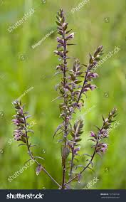 Attēlu rezultāti vaicājumam “Odontites vulgaris”