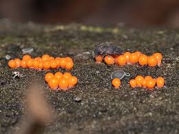 Attēlu rezultāti vaicājumam “Hemitrichia clavata”