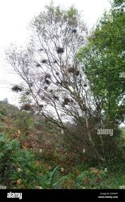 Attēlu rezultāti vaicājumam “Taphrina betulina”