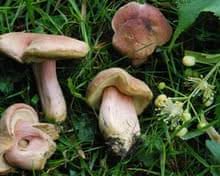 Attēlu rezultāti vaicājumam “Octospora humosa”